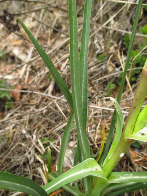 Großer Wiesen-Bocksbart (Tragopogon orientalis)