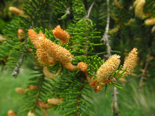 Gewöhnliche Fichte (Picea abies) | männliche Blüten