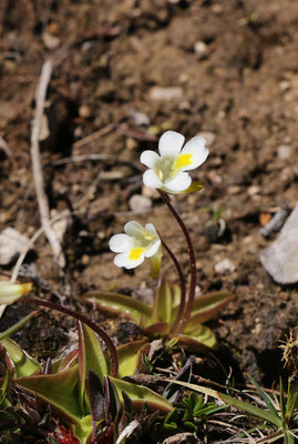 Alpen-Fettkraut (Pinguicula alpina)