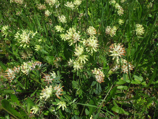 Echter Wundklee (Anthyllis vulneraria)