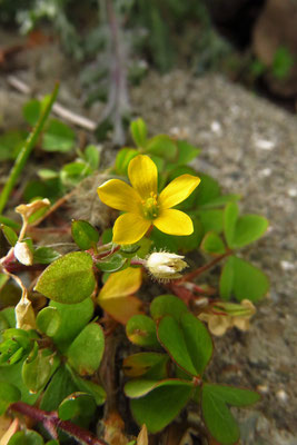 Aufrecht-Sauerklee (Oxalis stricta)