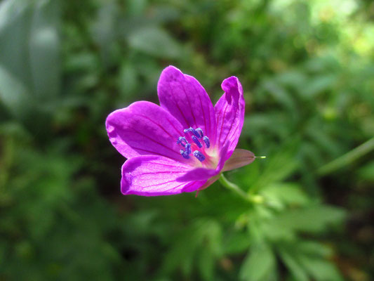 Sumpf-Storchschnabel (Geranium palustre)