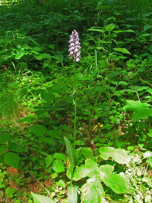 Flecken-Fingerwurz (Dactylorhiza fuchsii)