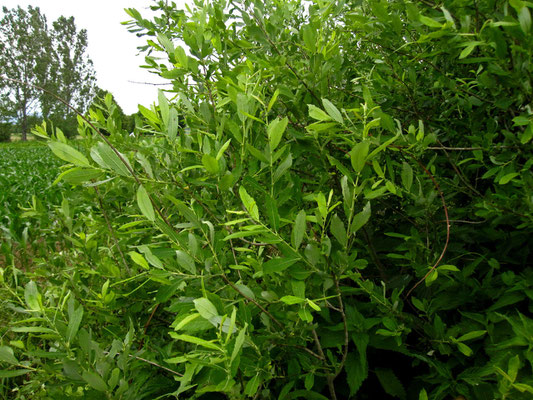 Asch-Weide (Salix cinerea)