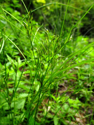 Zart-Simse (Juncus tenuis)