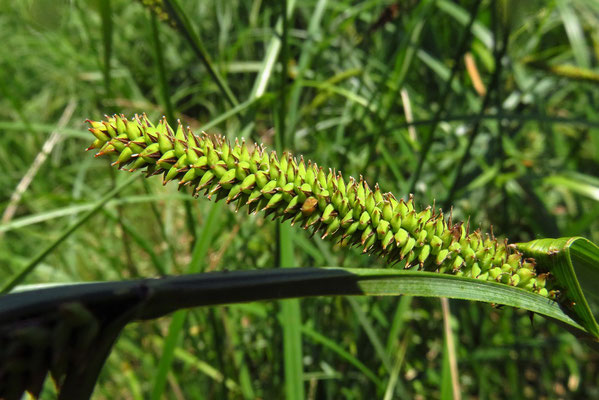 Sumpf-Segge (Carex acutiformis)