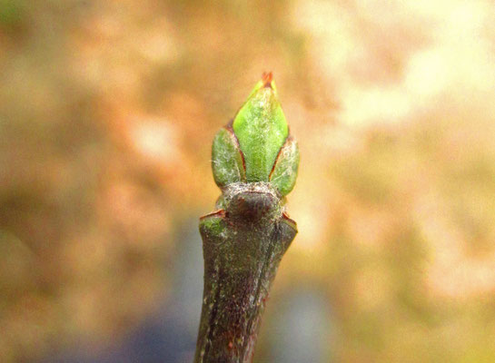 Gewöhnliches Pfaffenkäppchen (Euonymus europaeus) | Knospe