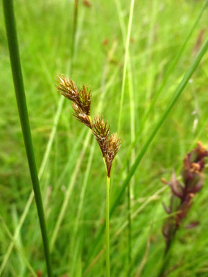 Hasen-Segge (Carex leporina)