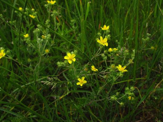 Silber-Fingerkraut (Potentilla argenta)