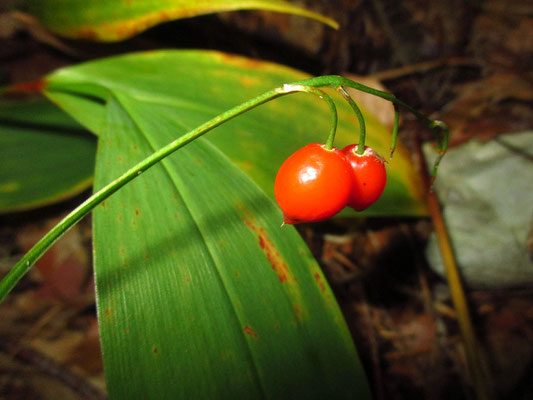 Echtes Maiglöckchen (Convallaria majalis)