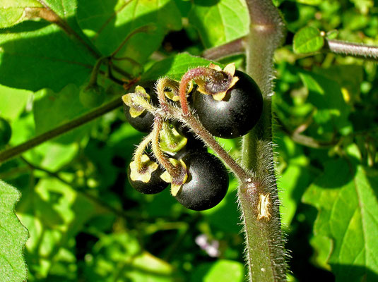 Schwarz-Nachtschatten (Solanum nigrum)