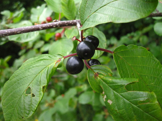 Faulbaum (Frangula alnus)