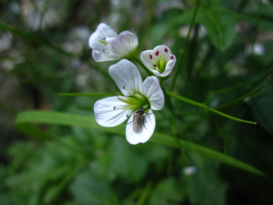 Bitter-Schaumkraut (Cardamine amara)