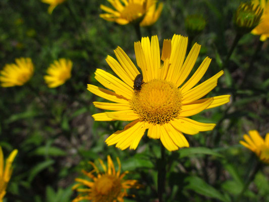 Rindsauge (Buphthalmum salicifolium)