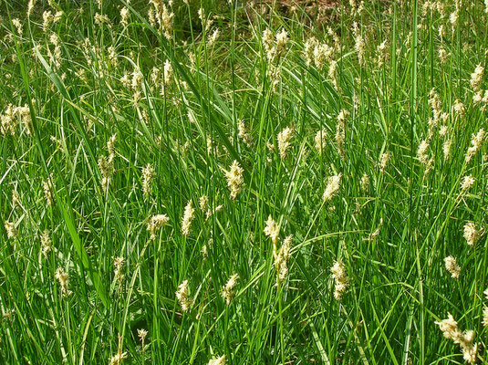 Seegras-Segge (Carex brizoides)