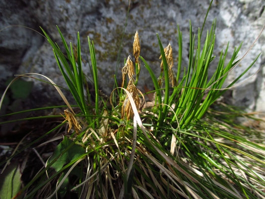 Erd-Segge (Carex humilis)