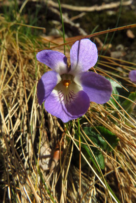 Hügel-Veilchen (Viola collina)