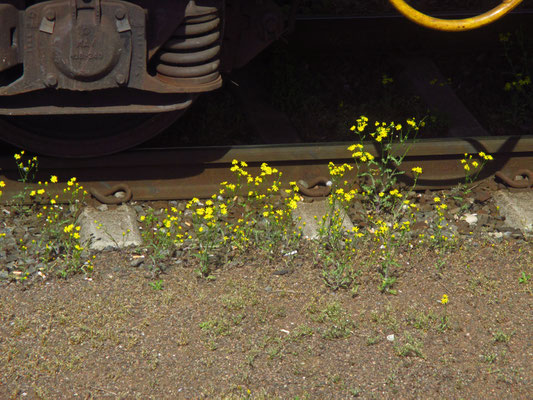 Frühlings-Greiskraut (Senecio vernalis)