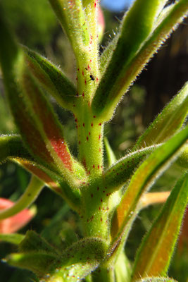 Gewöhnlicher Natternkopf (Echium vulgare)