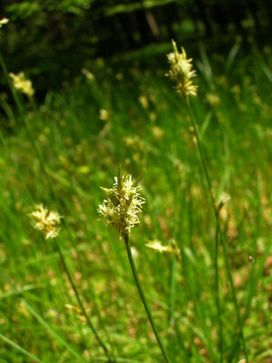 Seegras-Segge (Carex brizoides)