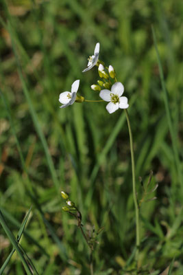 Wiesen-Schaumkraut (Cardamine pratensis)