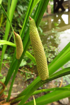 Gewöhnlicher Kalmus (Acorus calamus)