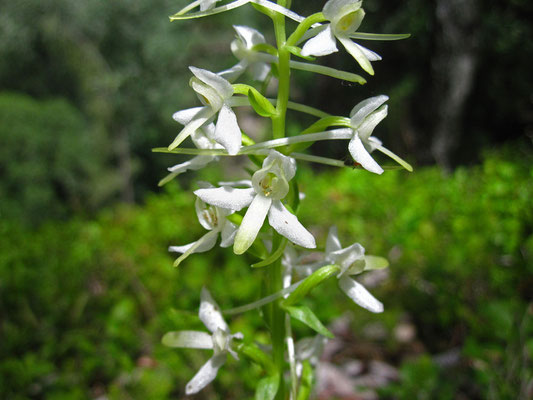 Weiß-Waldhyazinthe (Platanthera bifolia)