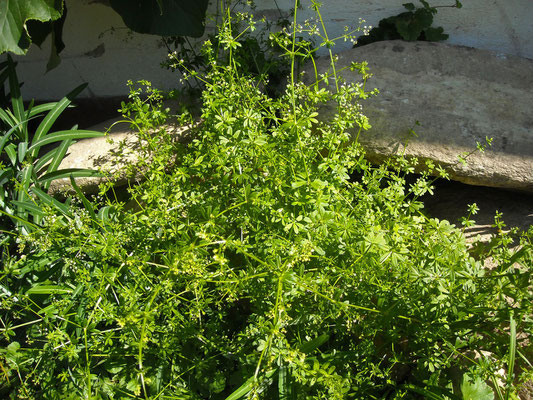 Wiesen-Labkraut (Galium mollugo)