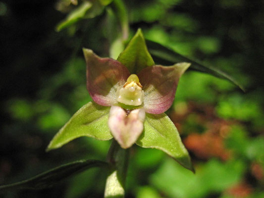 Grün-Ständelwurz (Epipactis helleborine s.lat.)