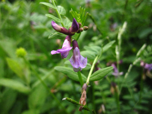 Zaun-Wicke (Vicia sepium)