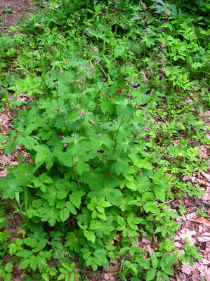 Braun-Storchschnabel (Geranium phaeum)