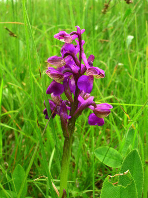 Klein-Hundswurz (Anacamptis morio)