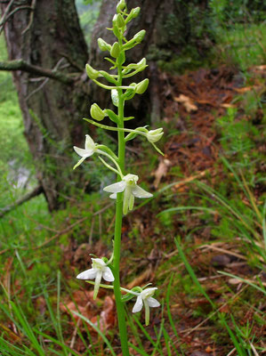 Weiß-Waldhyazinthe (Platanthera bifolia)