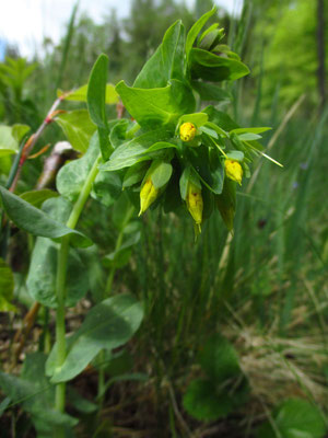 Kleine Wachsblume (Cerinthe minor)