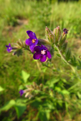 Echte Ochsenzunge (Anchusa officinalis)