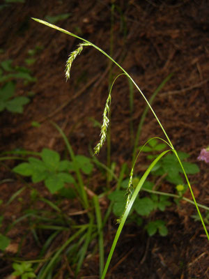 Wald-Segge (Carex sylvatica)