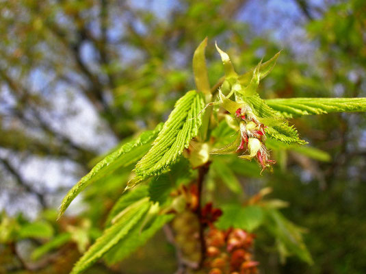 Edel-Hainbuche (Carpinus betulus) | weibliche Blüten