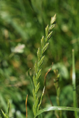 Ausdauernder Lolch (Lolium perenne)