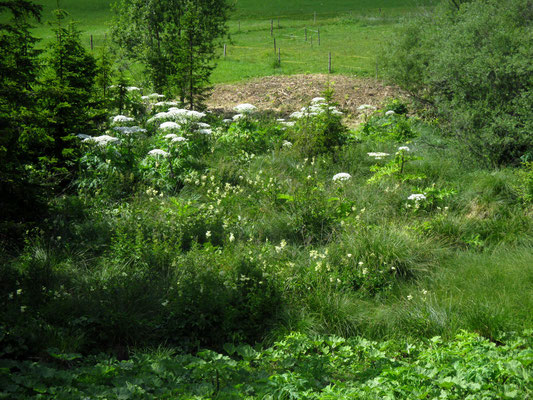 Riesen-Bärenklau (Heracleum mantegazzianum)