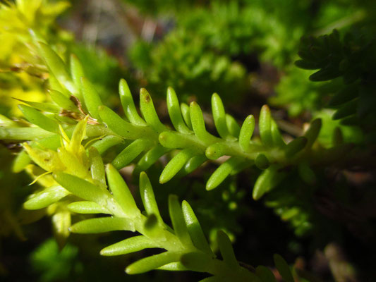 Milder Mauerpfeffer (Sedum sexangulare)