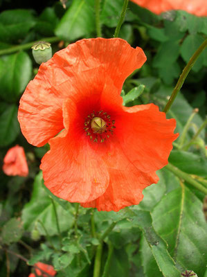 Klatsch-Mohn (Papaver rhoeas)