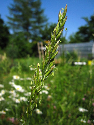 Wiesen-Schwingel (Festuca pratensis s.lat.)