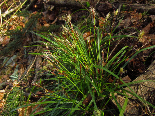 Finger-Segge (Carex digitata)