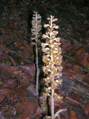 Vogel-Nestwurz (Neottia nidus-avis)