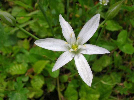 Ornithogalum umbellatum agg.