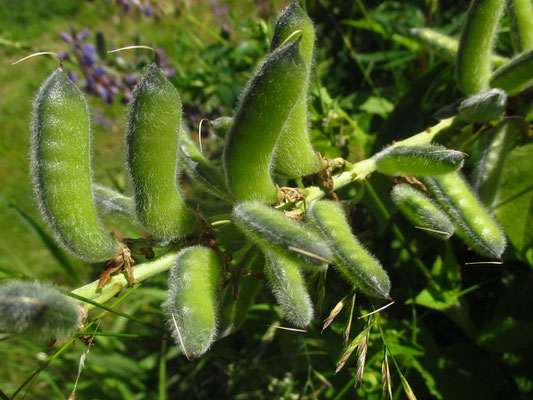 Stauden-Lupine (Lupinus polyphyllus)