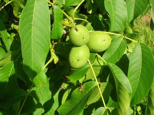 Echte Walnuss (Juglans regia) | Früchte