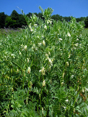 Pannonische Wicke (Vicia pannonica)