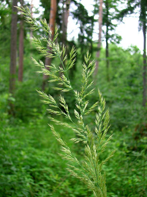 Schilf-Reitgras (Calamagrostis epigejos)