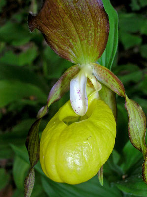  Frauenschuh (Cypripedium calceolus)